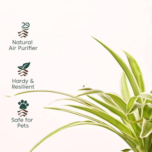 LX INDIA Self-watering plant pots Kyari Spider Plant live indoor plant with Self Watering Pot - Small (4") Cream