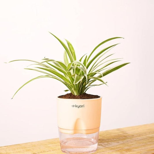 LX INDIA Self-watering plant pots Kyari Spider Plant live indoor plant with Self Watering Pot - Small (4") Cream