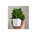 LXINDIA Plants Litleo Artificial Plants Mini Fake Potted Plants  (Pack of 12)