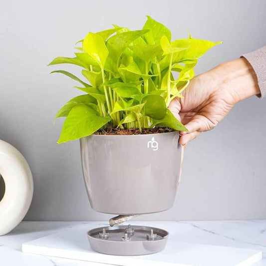 LX INDIA Self-watering plant pots Nurturing Green® Self Watering Flower Pots for Living Room & Home Decor (Combo of 3, Mocha)