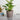 LX INDIA Self-watering plant pots Nurturing Green® Self Watering Flower Pots for Living Room & Home Decor (Combo of 3, Mocha)