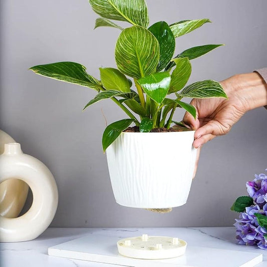 LX INDIA Self-watering plant pots Nurturing Green® Self Watering Pots for Home Decor & Garden (Set of 6, Ivory)