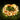 LX INDIA lights Quace Copper String Led Light 10M 100 LED (USB Operated) (Warm White, 12 Units)
