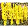 LXINDIA Plants SATYAM KRAFT 6 Pcs Artificial Wisteria Vine Yellow