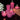 LXINDIA Candle Pink Shraddha Creation Scented Candles