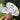 LX INDIA Face Massager SKINROTH Grade A+ Crystal Clear White Rose Quartz Facial Gua Sha (Transparent White)