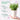 LX INDIA Plant Pots Ugaoo Good Luck Jade Plant with Self Watering Pot