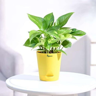 LXINDIA Plants Ugaoo Good Luck Money Plant Variegated With Self Watering Pot