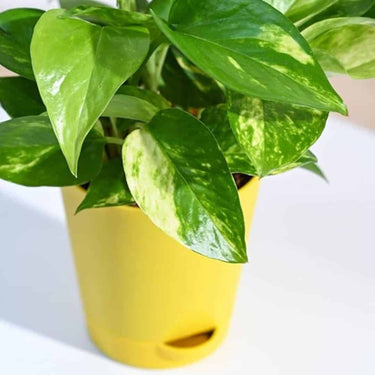 LXINDIA Plants Ugaoo Good Luck Money Plant Variegated With Self Watering Pot