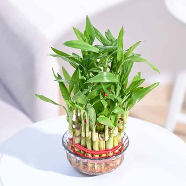 LXINDIA Plants Ugaoo Lucky Bamboo 3 Layer Feng Shui Plant (green color)