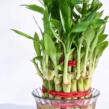 LXINDIA Plants Ugaoo Lucky Bamboo 3 Layer Feng Shui Plant (green color)