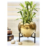 LXINDIA vases Urban Born Metal Planter Pot with Stand(Dark Gold)