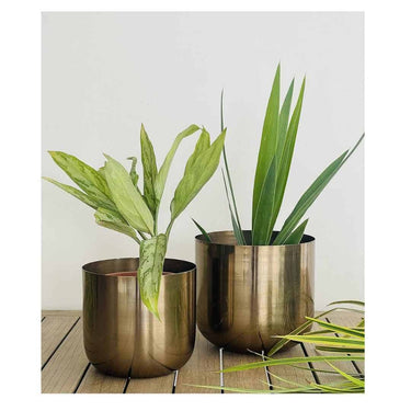 LXINDIA vases Urban Born Set of 2 Planter (Antique Gold)