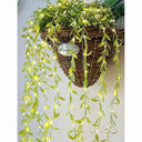 LXINDIA Fancy Lights XERGY Plastic Artificial Vine Leaf Led Fairy String Light