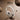 LX INDIA Head phone ZEBRONICS Duke Plus, Wireless Over Ear Headphone beige