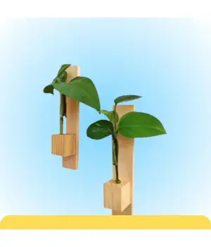 Plant Container