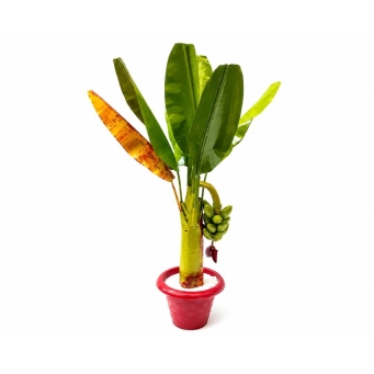 Showpiece