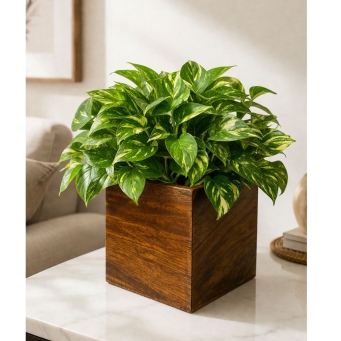 Vases